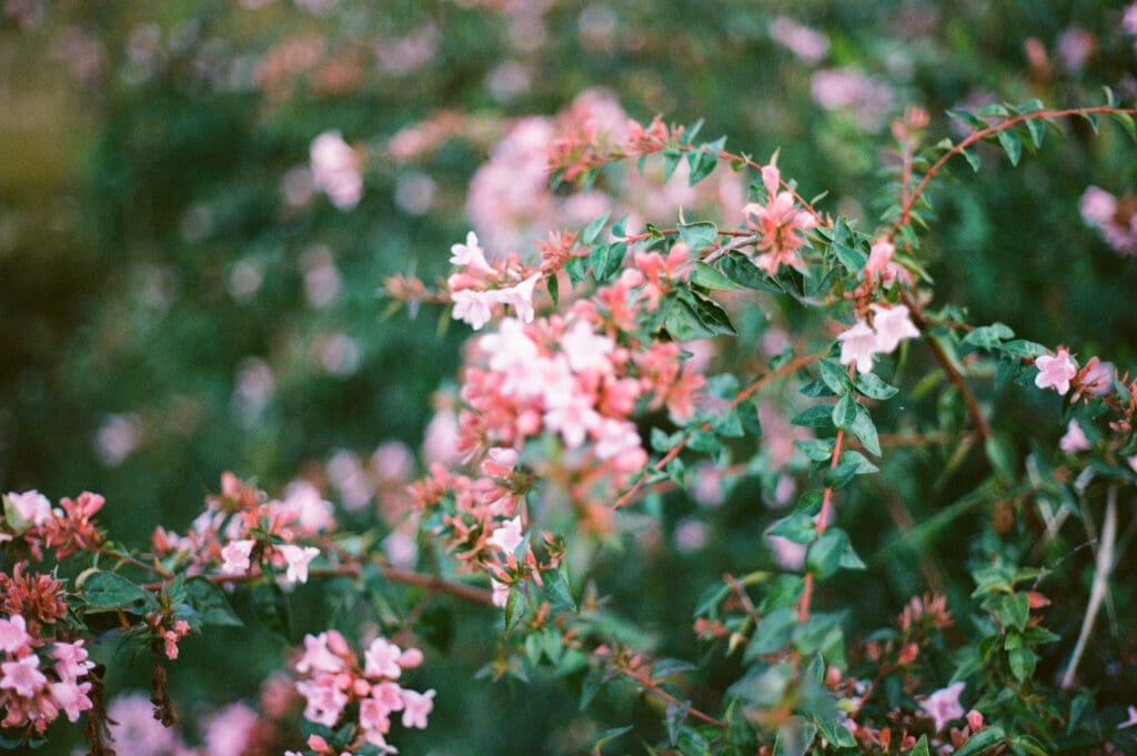 Film photograph of pink flowers growing outside an Italian wedding venue